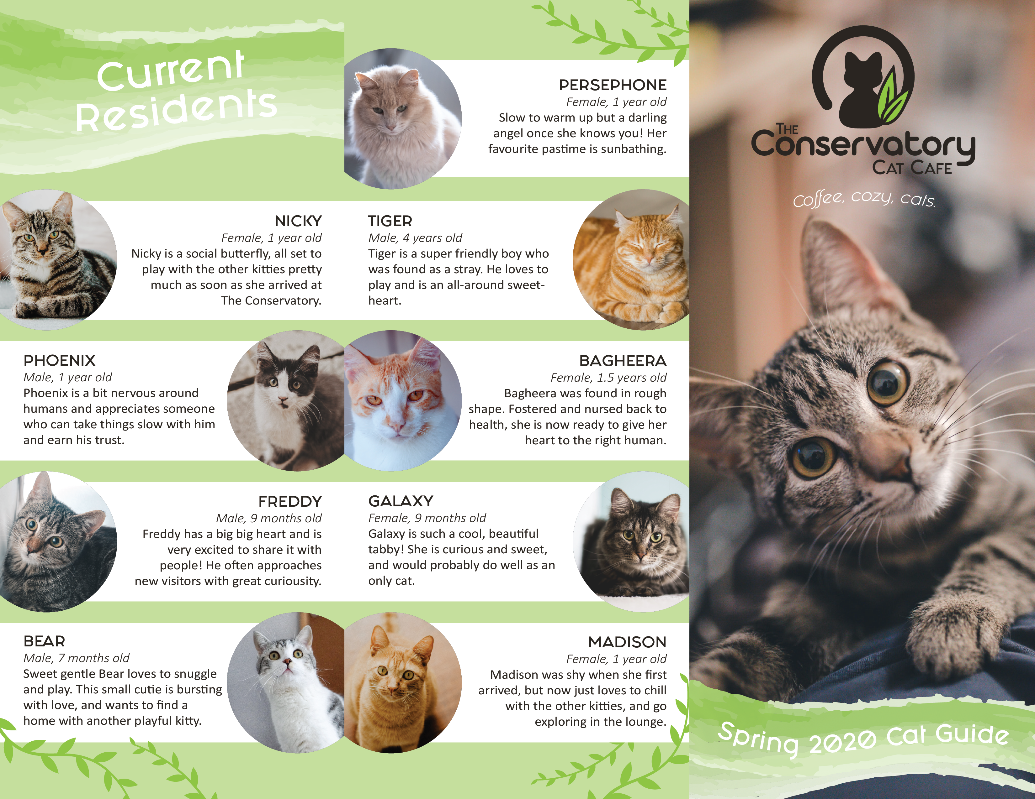 Original brochure for Conservatory Cat Café.